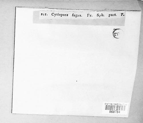 Cytospora fugax image